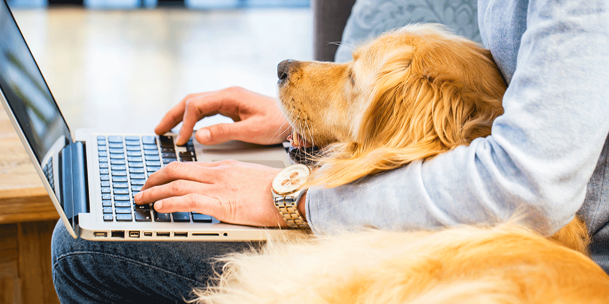 Working from home with a dog