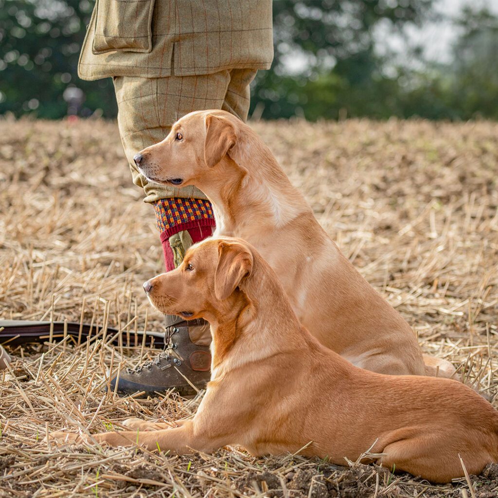 Working dogs waiting for instructions from their handler