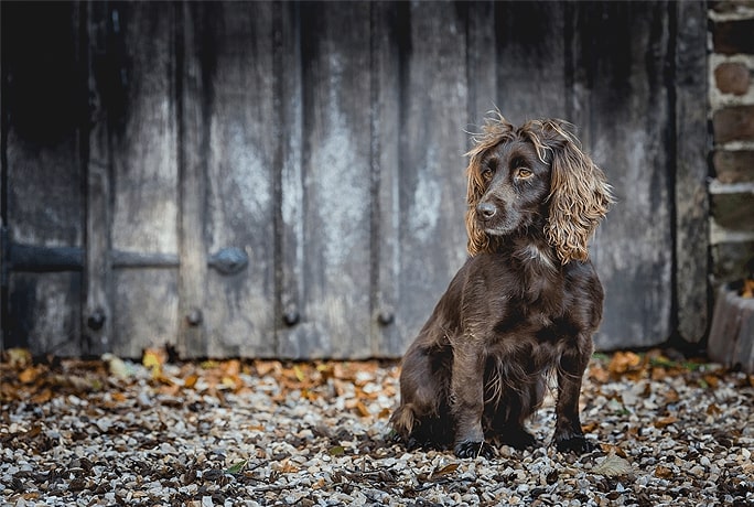 A dog sat alone in the countryside