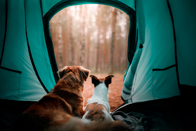 Two dogs looking expectantly