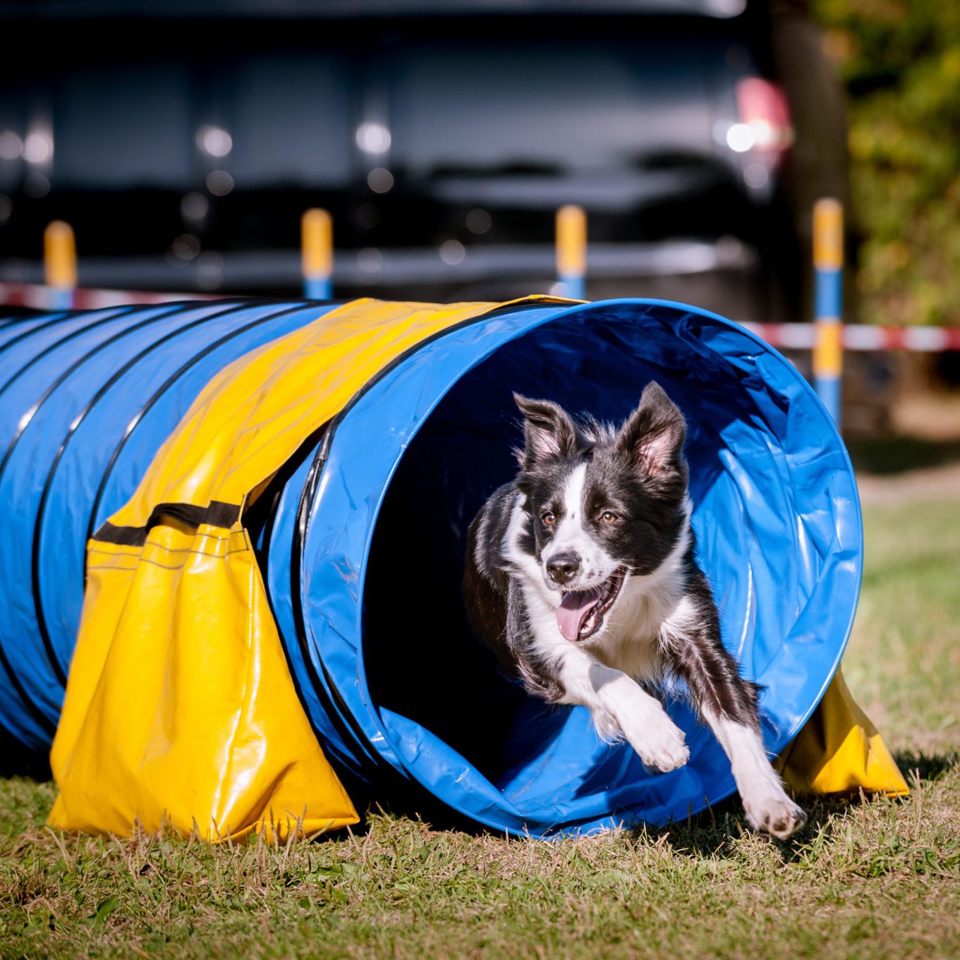 international agility dog