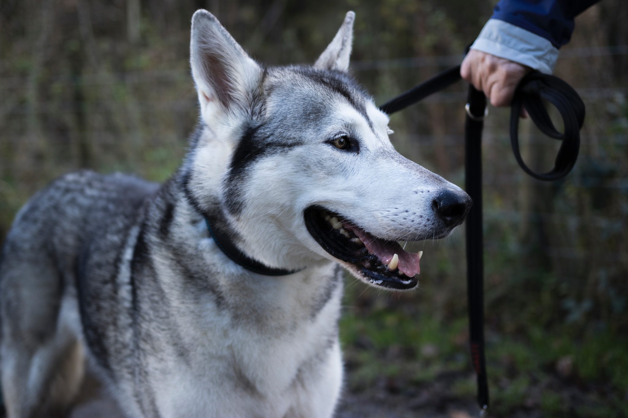 Husky on a lead