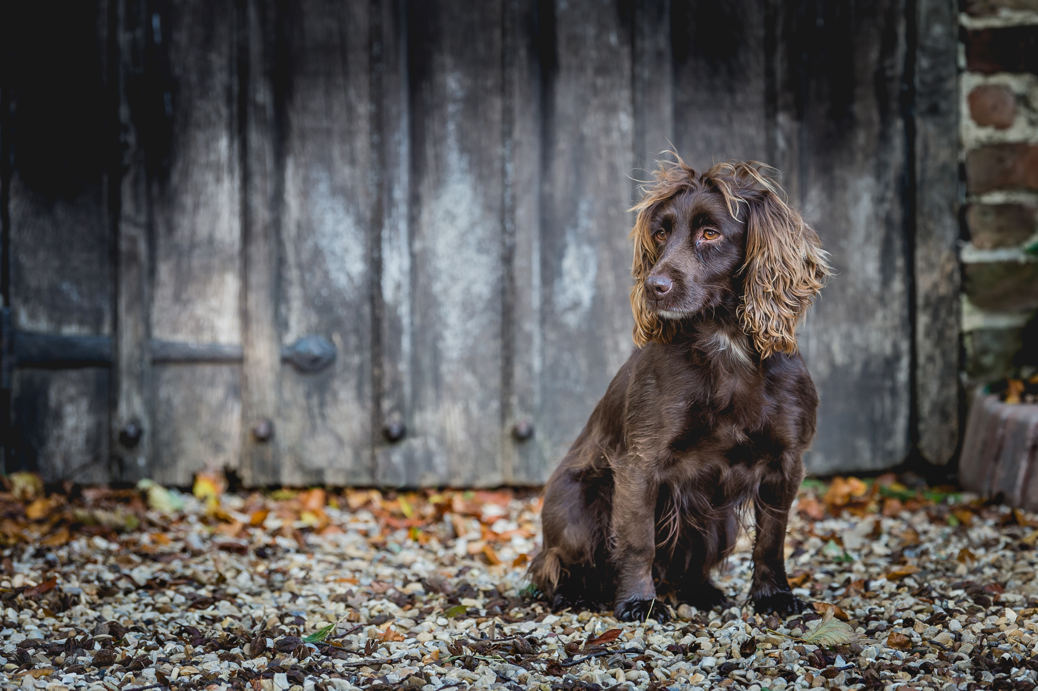 Working Cocker Spaniel