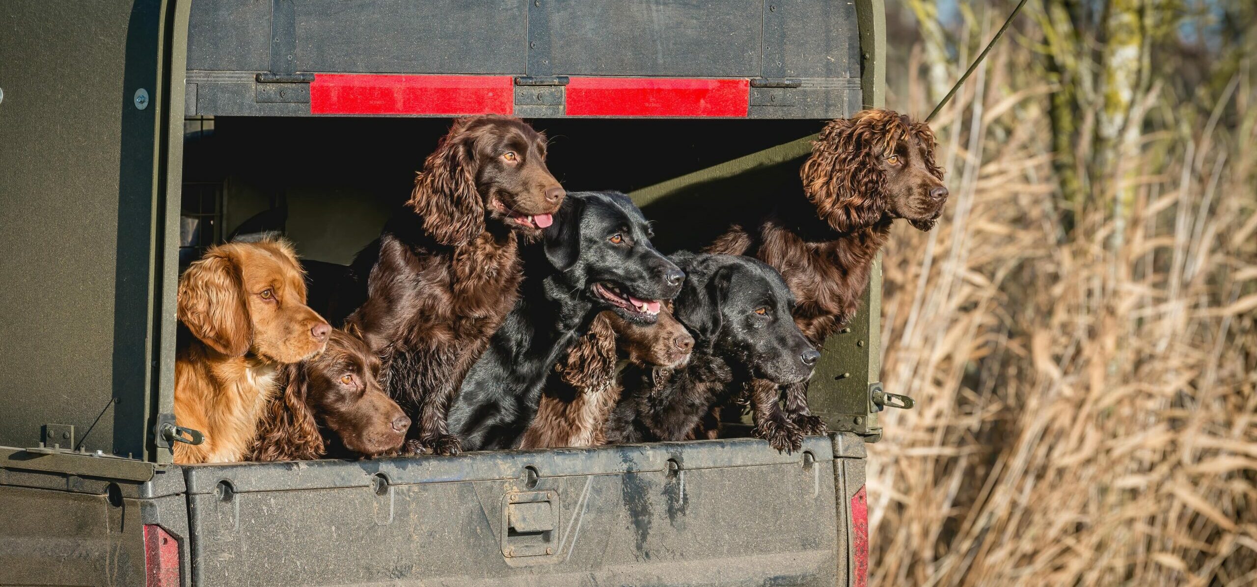 National Working Dog Day