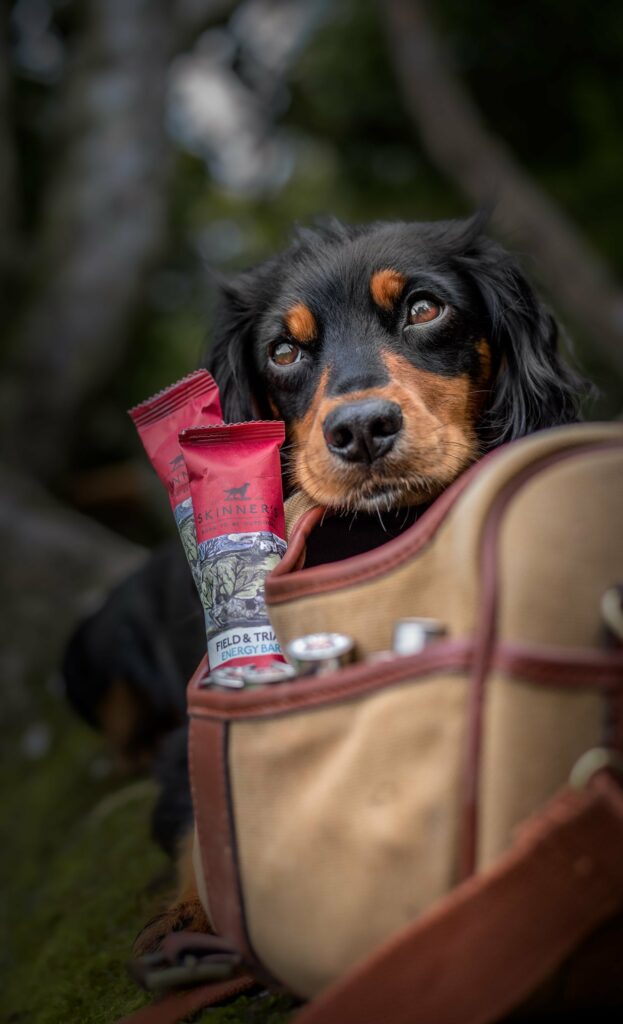 A working Spaniel making sure their bag if packed with the essentials 
including Skinner's Energy Bars 