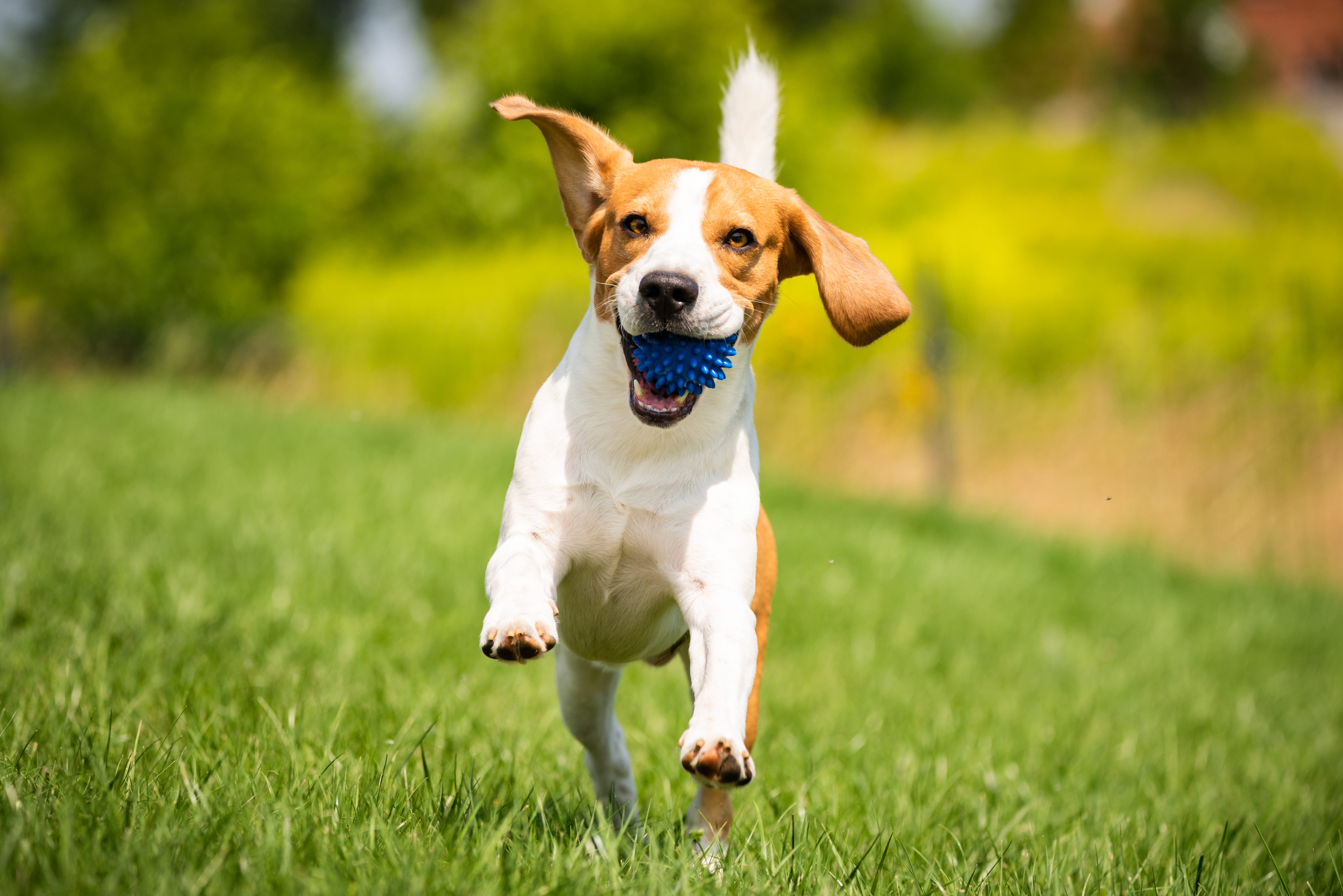 beagle playing fetch