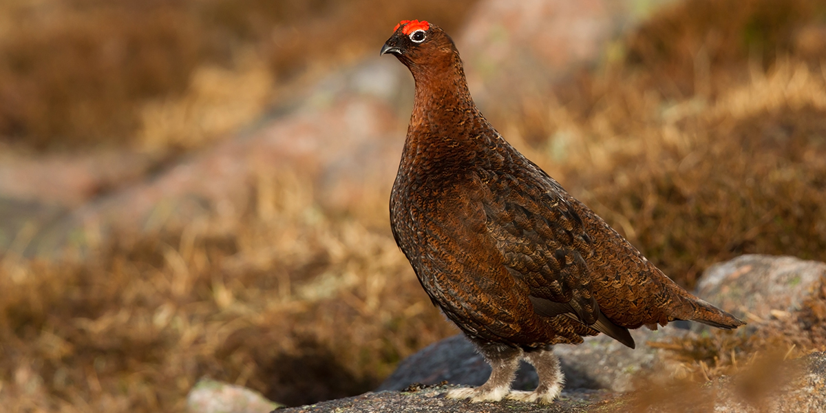 Red Grouse shooting season