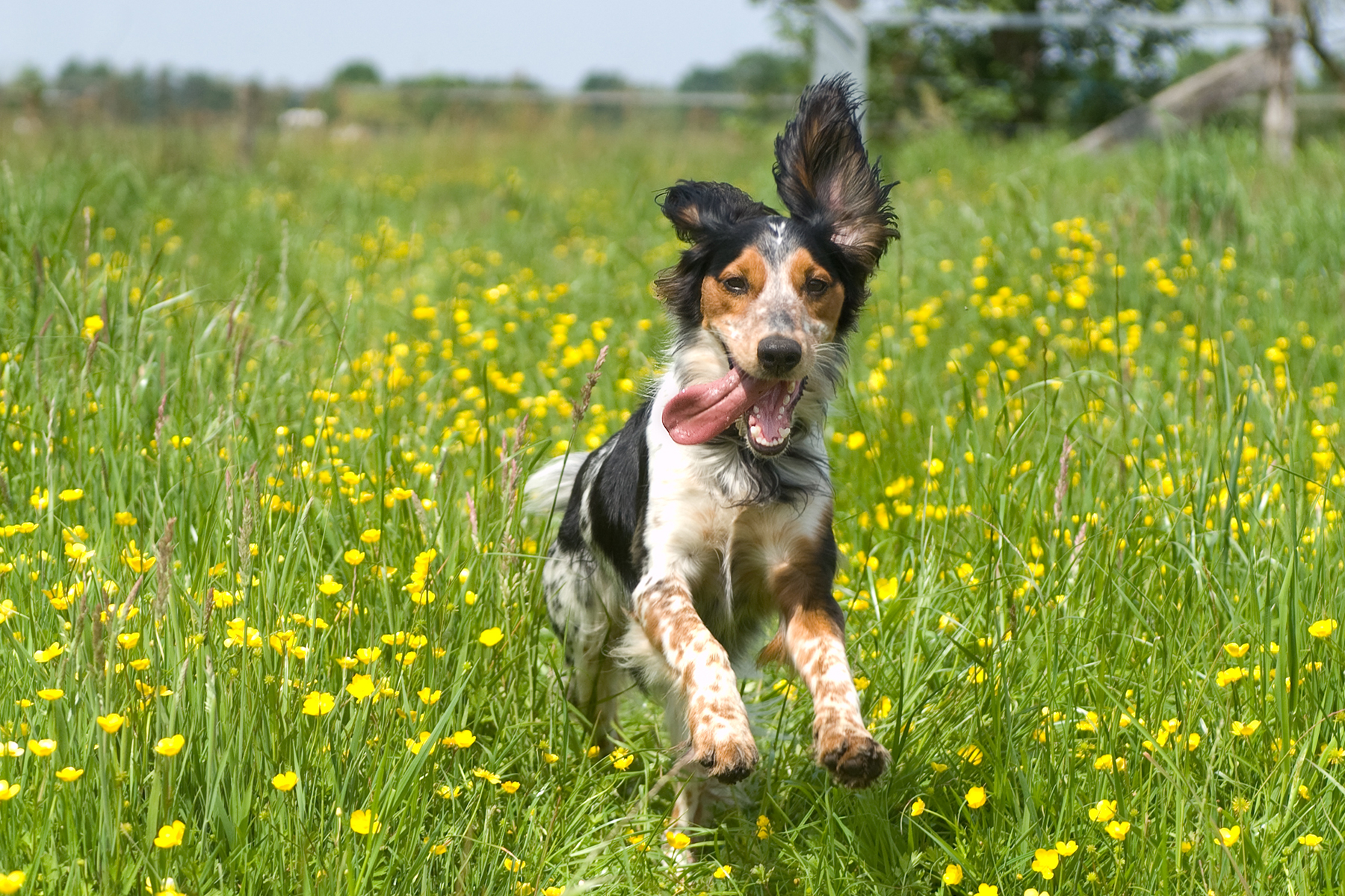 Keep your dog active during lockdown