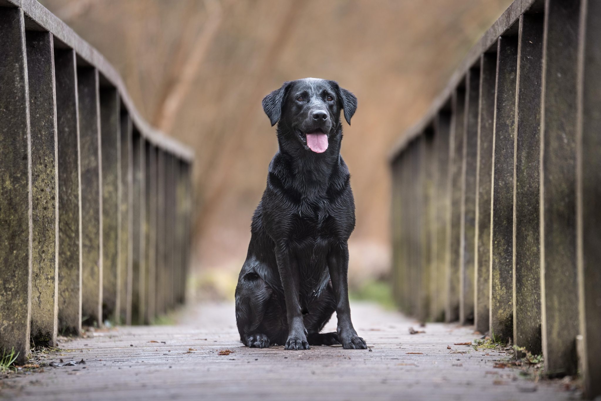 food for dogs with joint issues