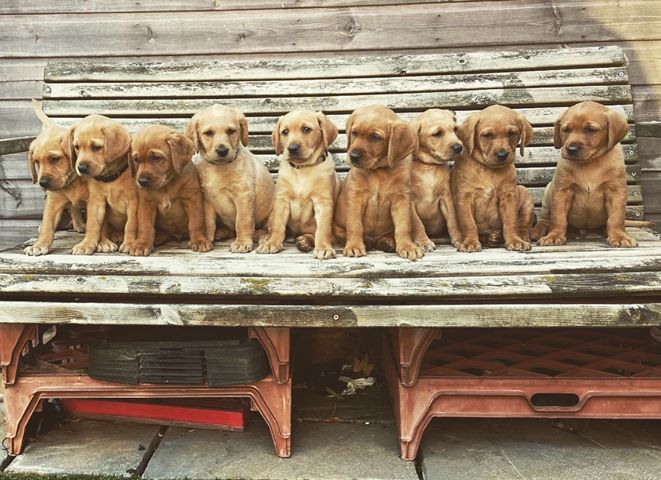 Skinner’s first-time gundog owner guide