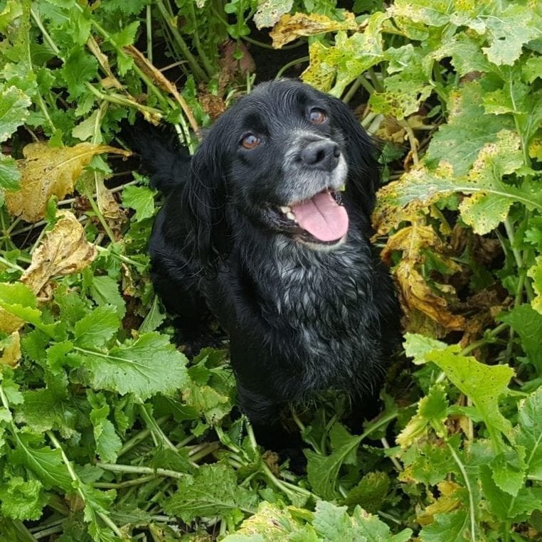 Mollie the Working Cocker Spaniel