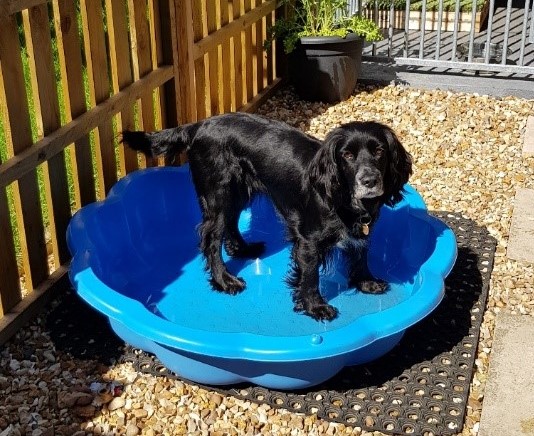 Spaniel cooling off in paddling pool