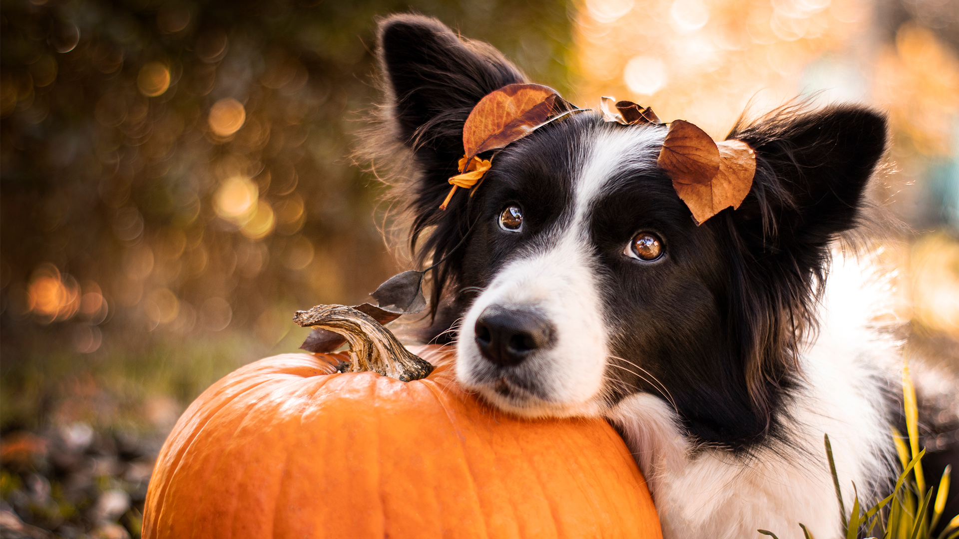 Skinner's dog at Halloween