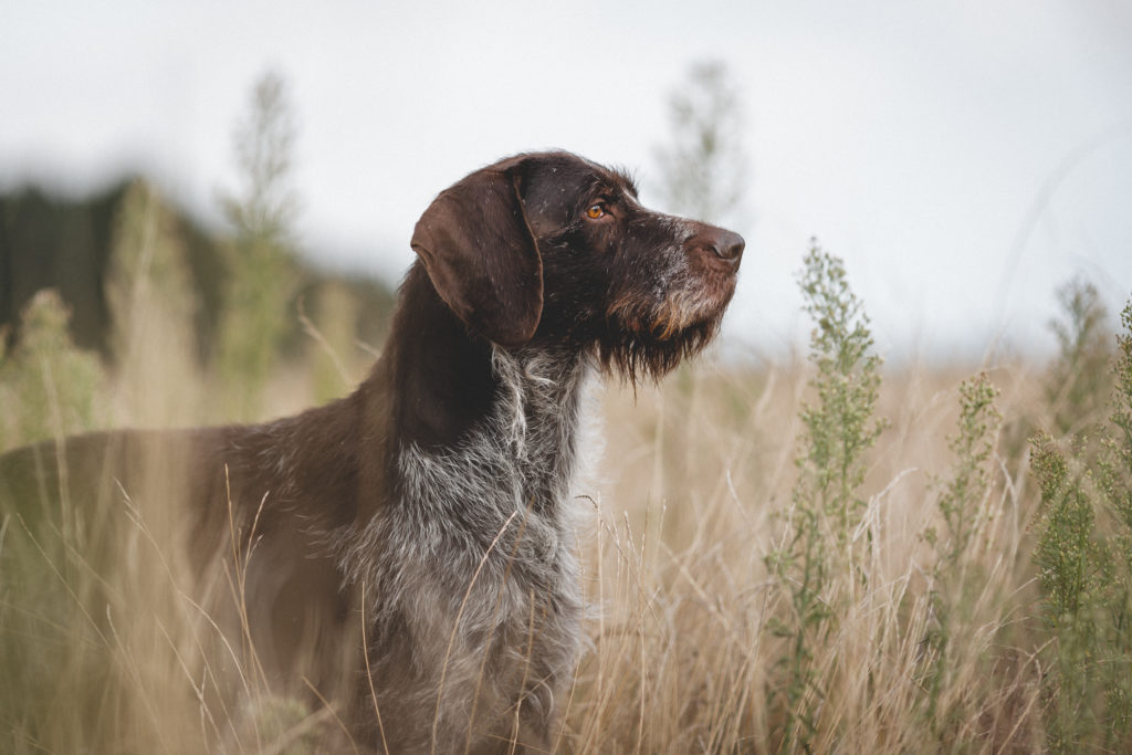 Working 23 is ideal for working dogs