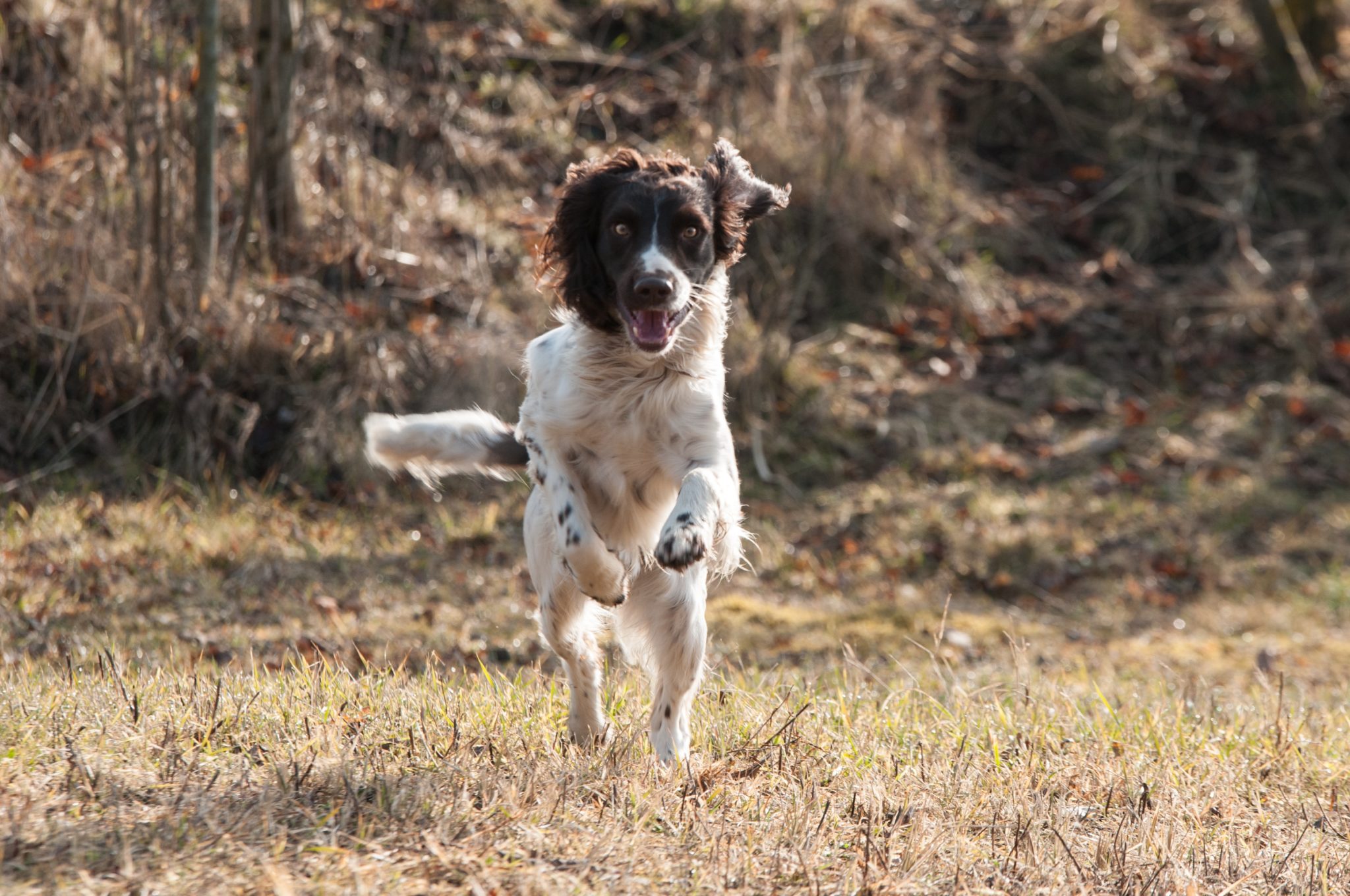 spaniel enjoying exercise