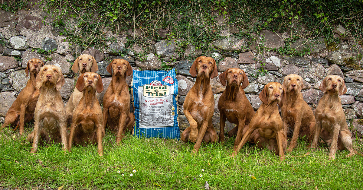 Vizslas fed Skinner's Duck & Rice