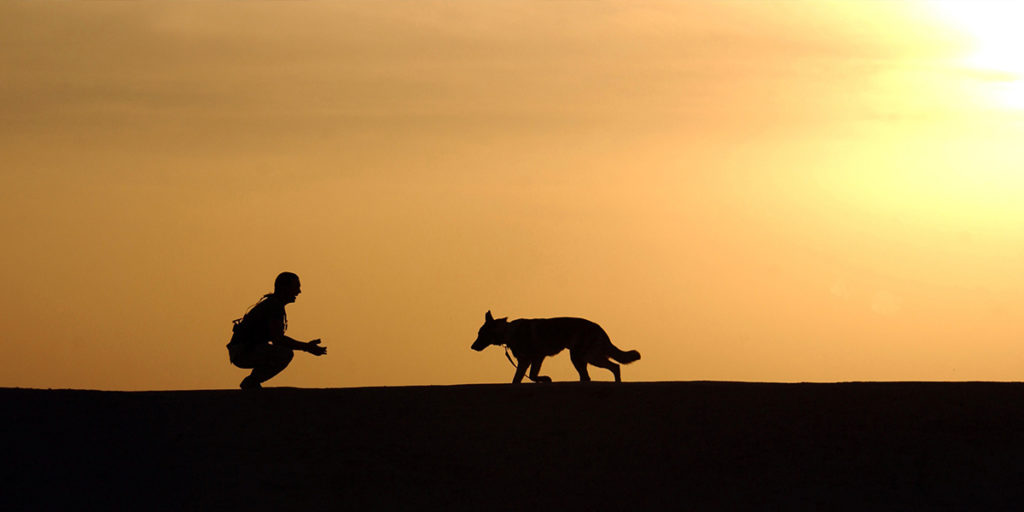 evening exercise for working dog