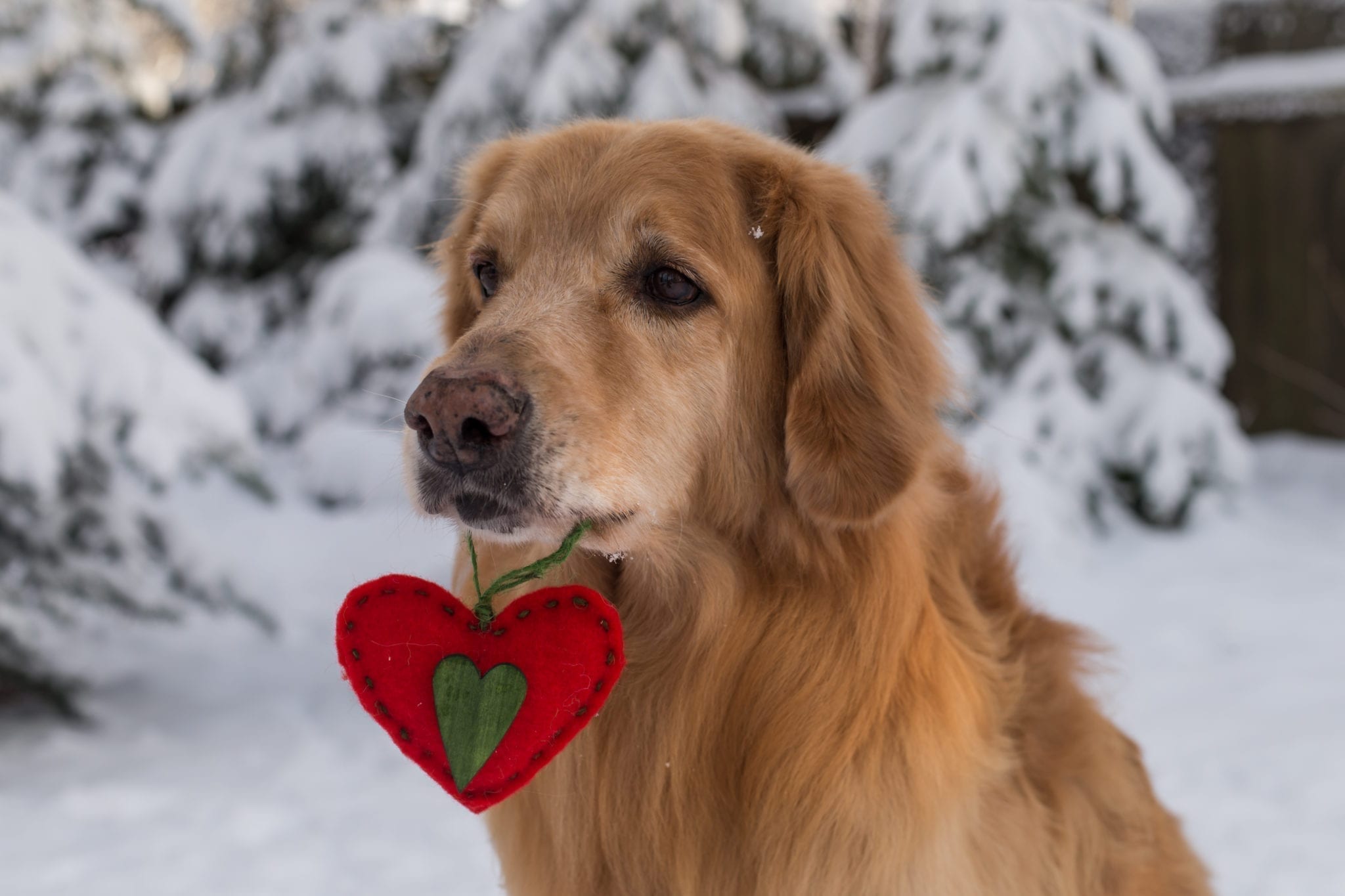 Valentines dog