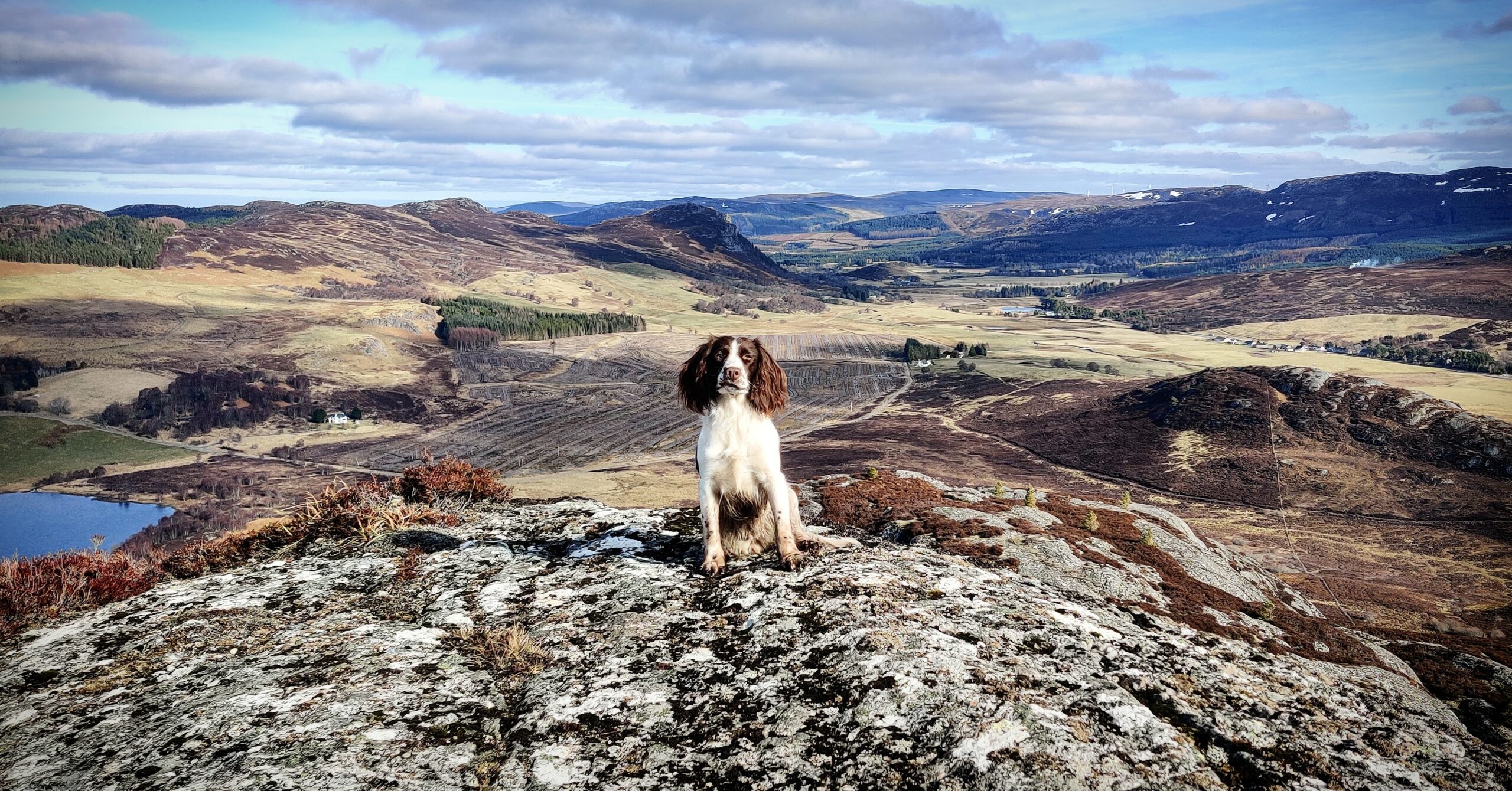 Working spaniel in landscape