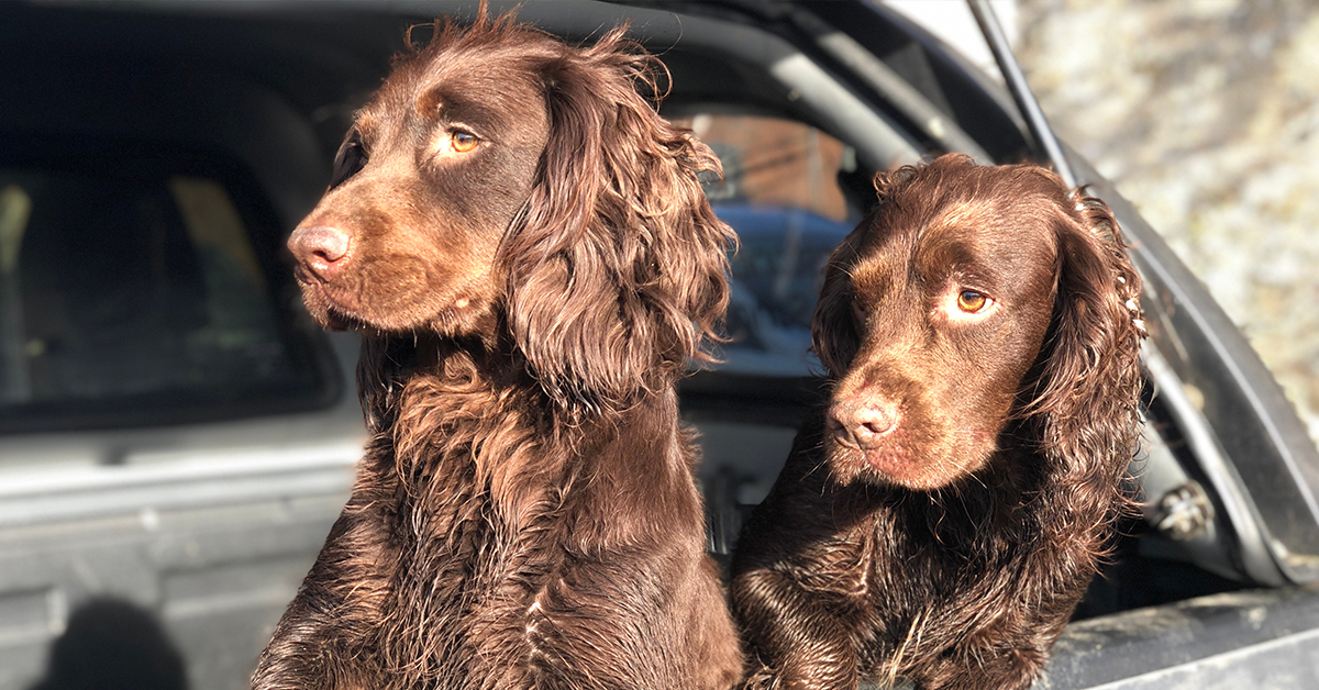 Working Spaniel dog food